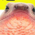 日本のカメ･トカゲ･ヘビ図鑑