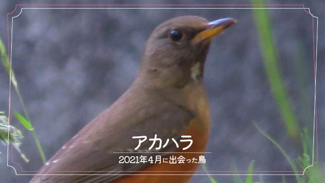2021年4月に会えた鳥「アカハラ」の写真
