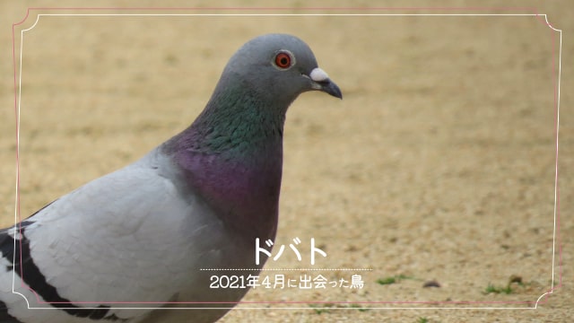 2021年4月に会えた鳥「ドバト」の写真