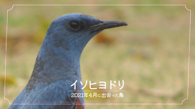 2021年4月に会えた鳥「イソヒヨドリ」の写真