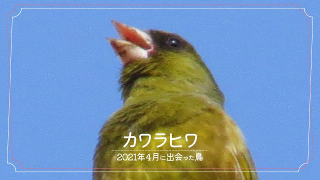 2021年4月に会えた鳥「カワラヒワ」の写真