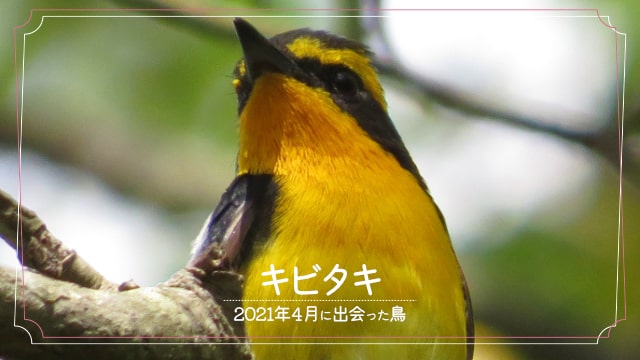 2021年4月に会えた鳥「キビタキ」の写真