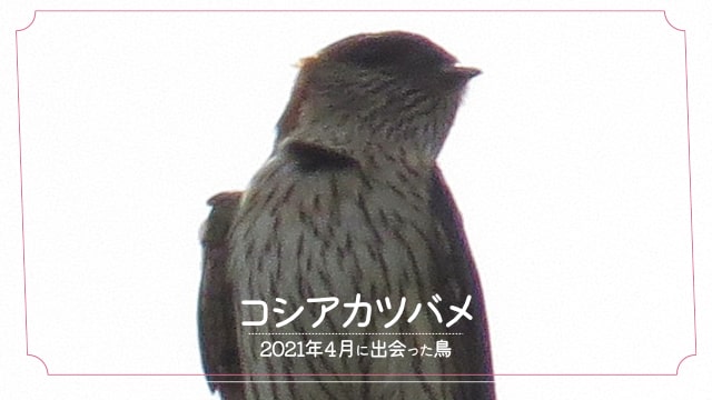 2021年4月に会えた鳥「コシアカツバメ」の写真