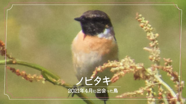 2021年4月に会えた鳥「ノビタキ」の写真