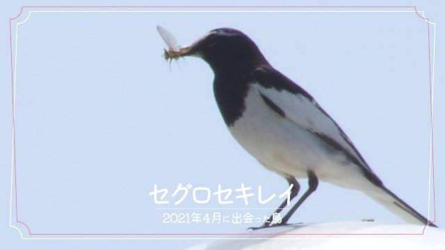 2021年4月に会えた鳥「セグロセキレイ」の写真
