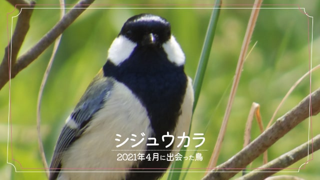 2021年4月に会えた鳥「シジュウカラ」の写真