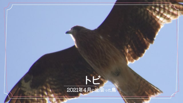 2021年4月に会えた鳥「トビ」の写真
