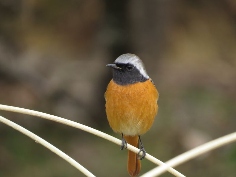 身近な鳥30種類の名前を調べる 写真で見る
