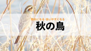 秋の鳥！群れて、渡って、会いやすくなる15種類！