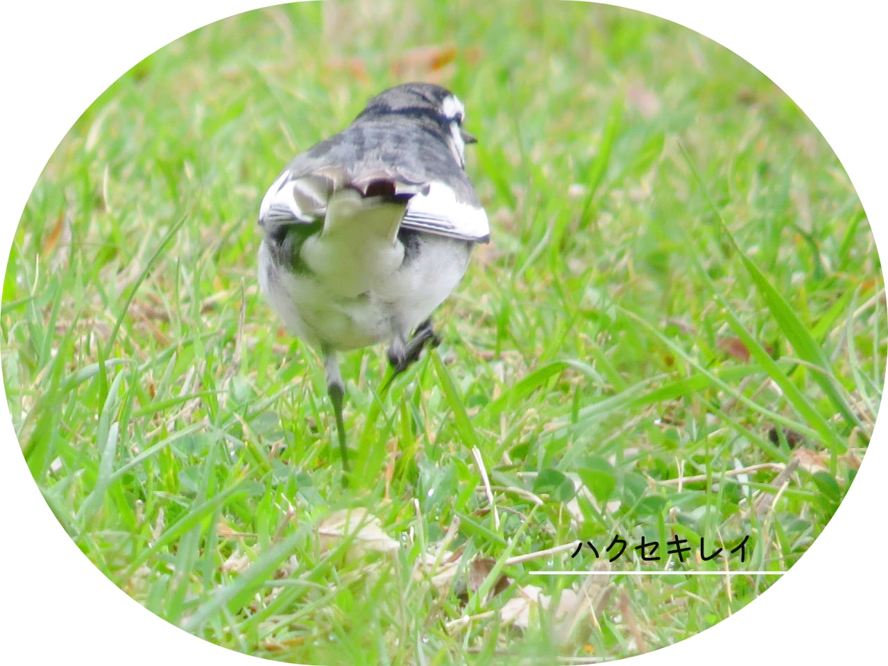 ハクセキレイのお尻の写真