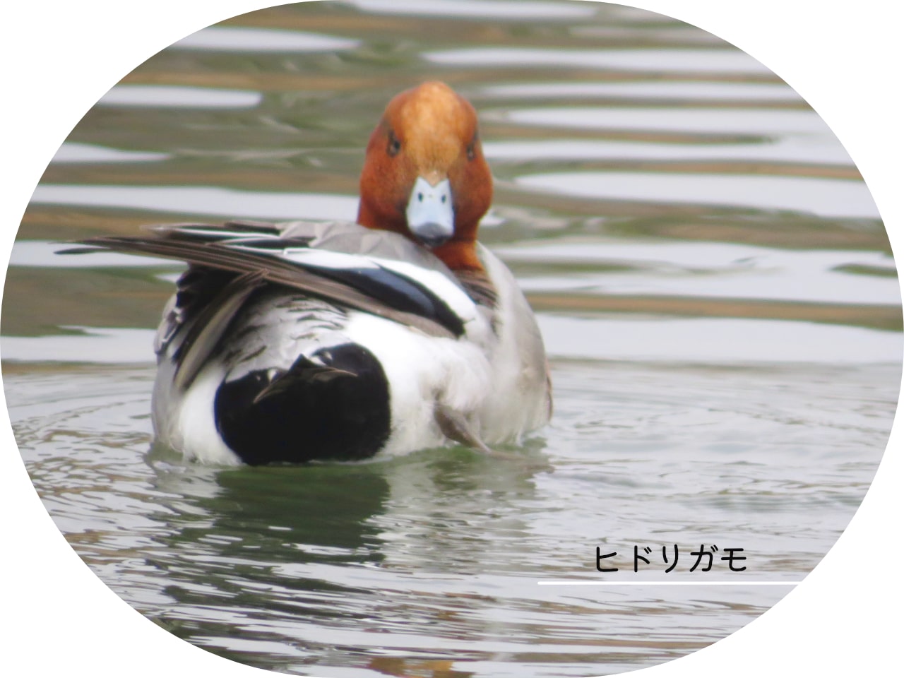 ヒドリガモのお尻の写真