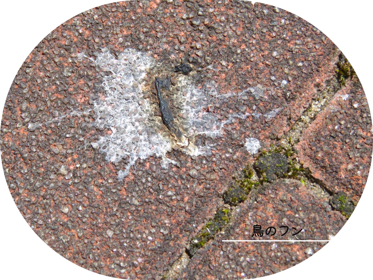 鳥のフンの写真