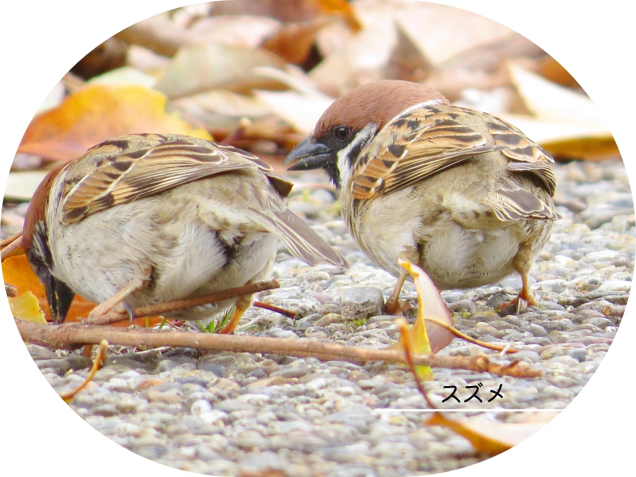 スズメのお尻の写真