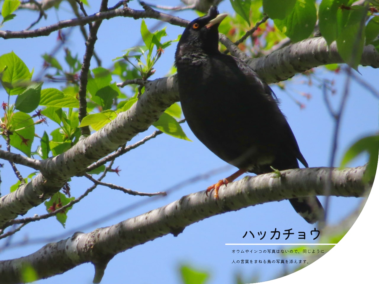 人の言葉を真似するハッカチョウの写真