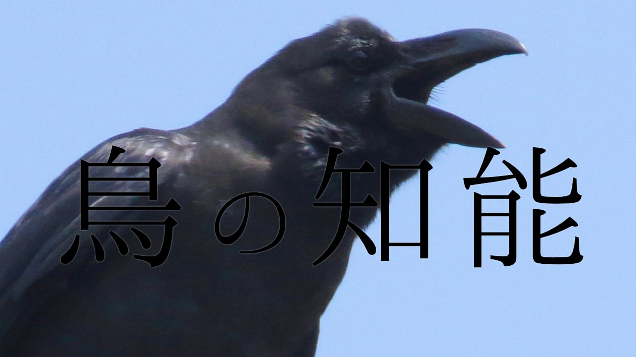 鳥の知能ハシブトガラスの写真