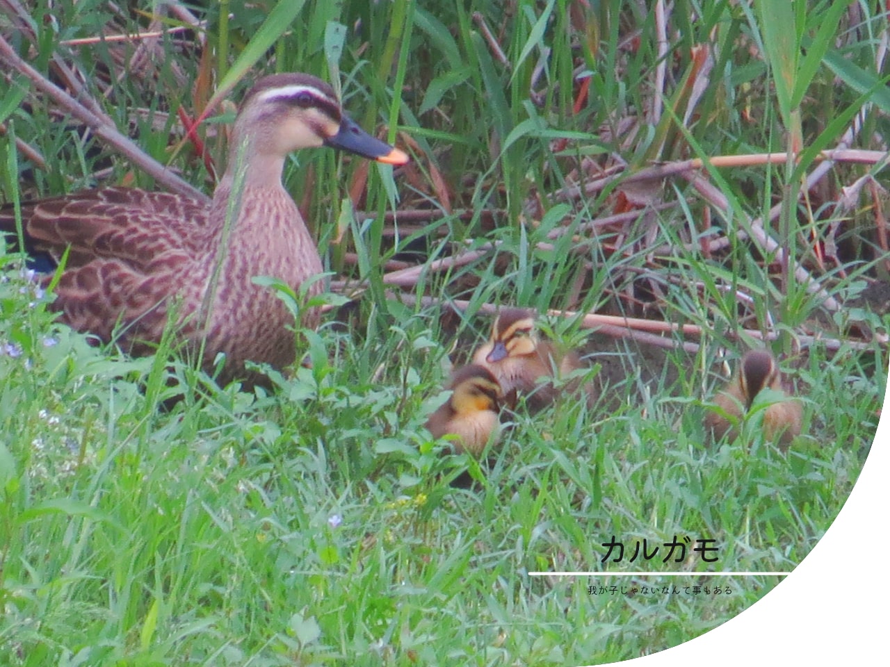 カルガモ親子の写真