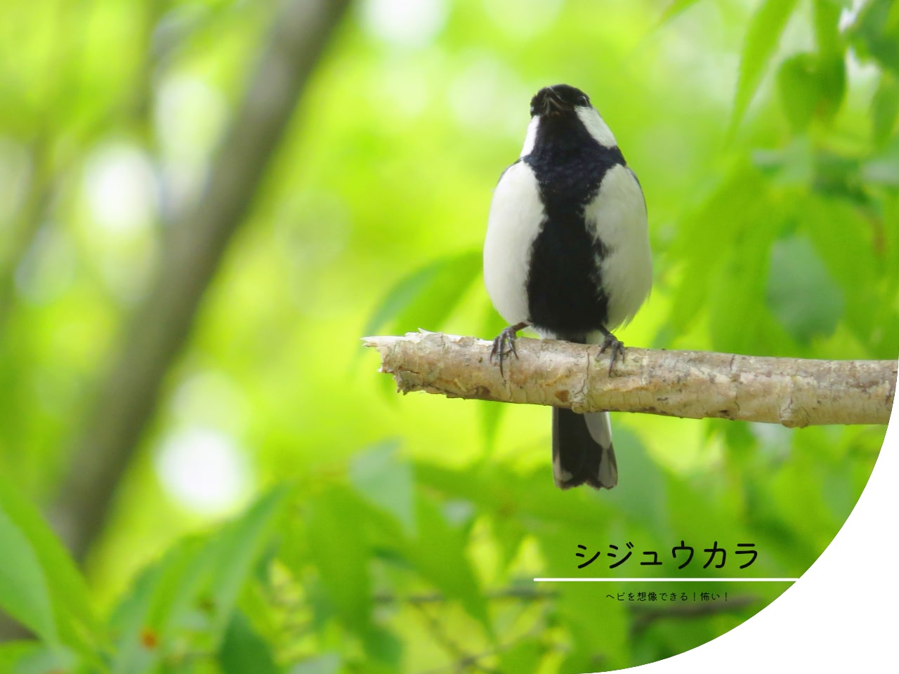 ヘビを想像できる知能を持つシジュウカラの写真