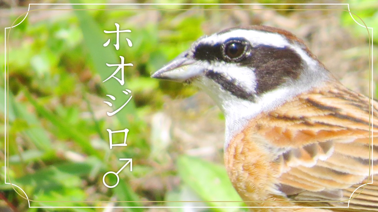 ホオジロ♂ の顔の写真