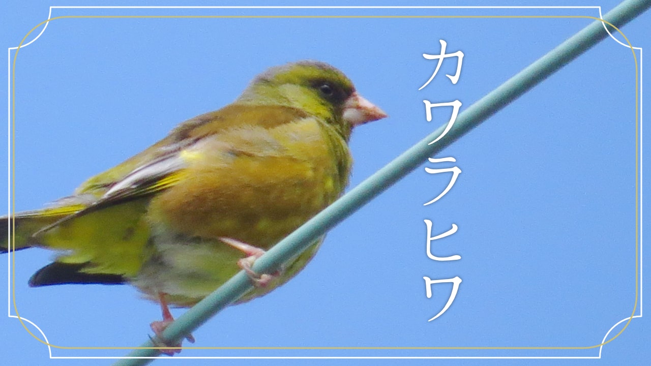 カワラヒワの顔の写真