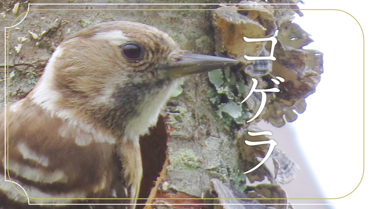 コゲラの顔の写真