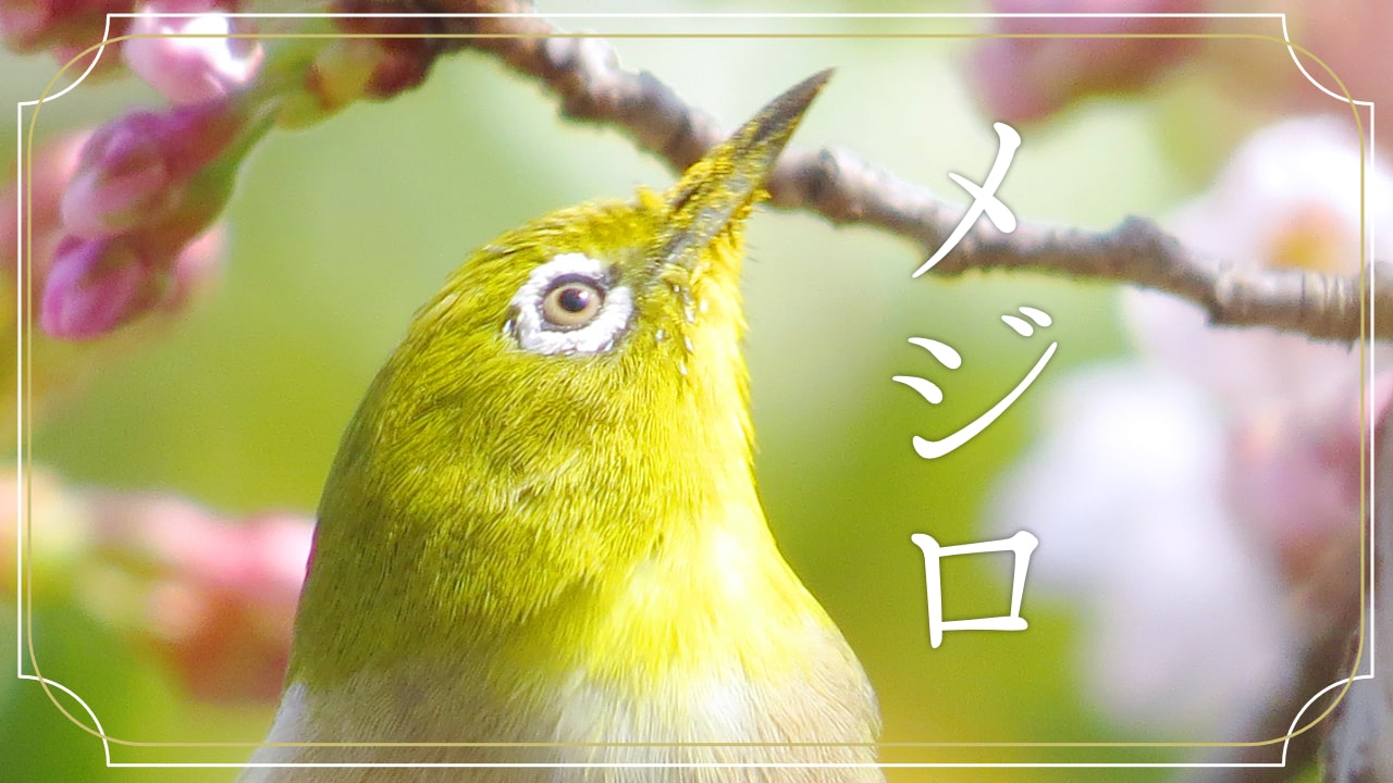 メジロの顔の写真