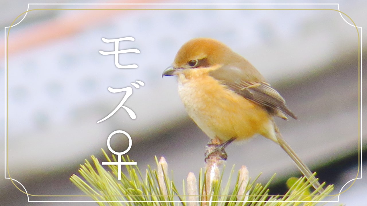 モズ♀ の顔の写真