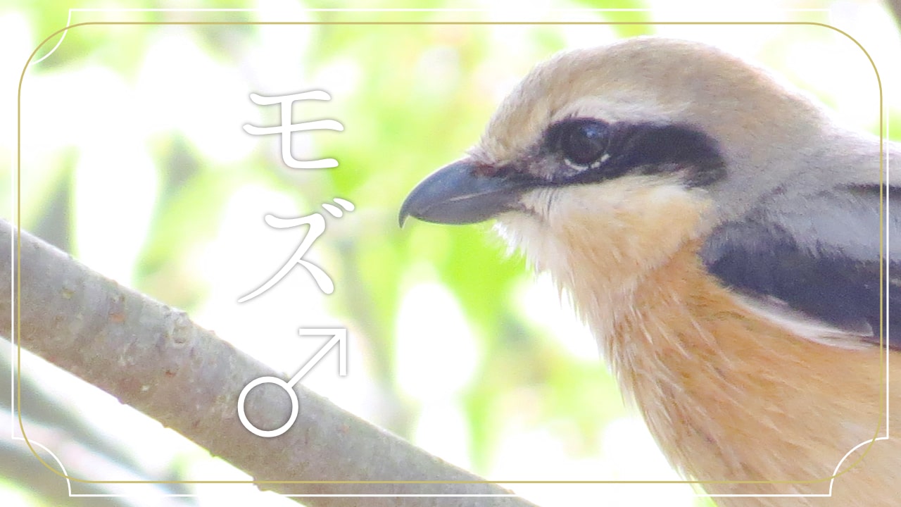 モズ♂の顔の写真