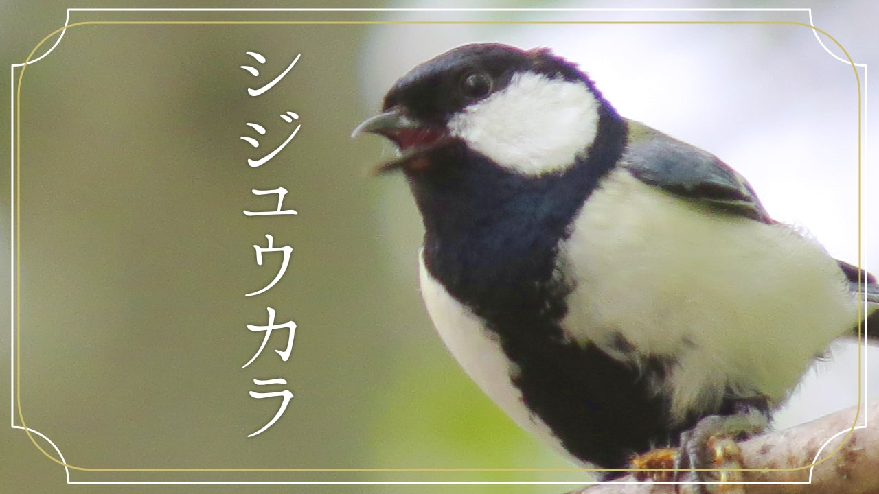 シジュウカラの顔の写真