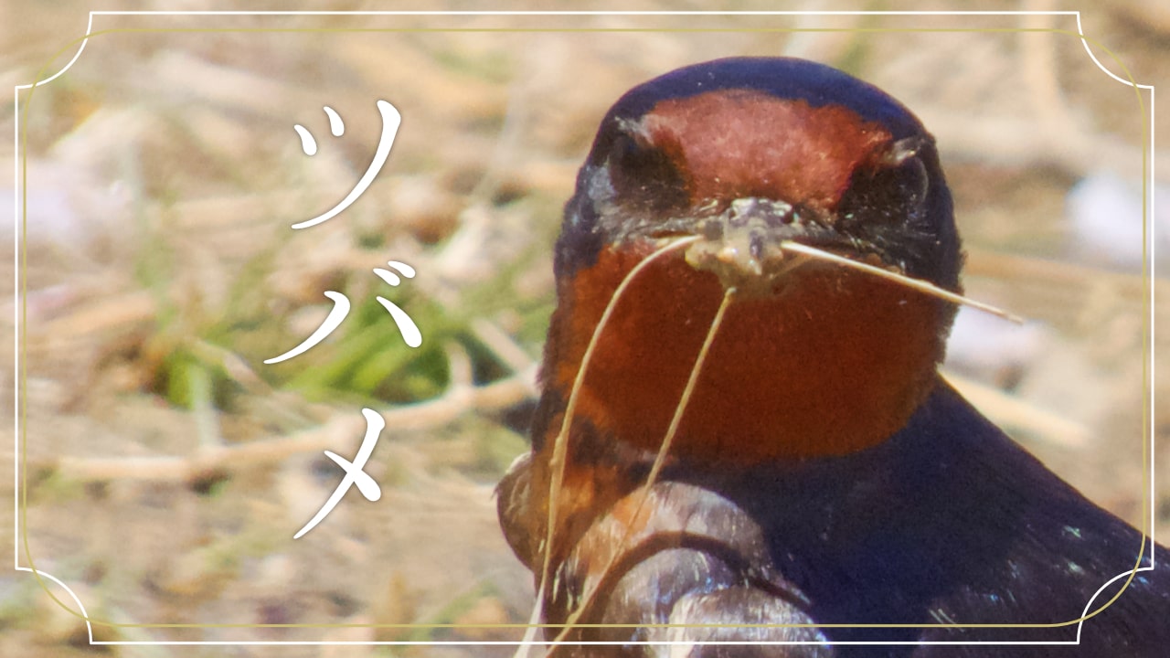 ツバメの顔の写真