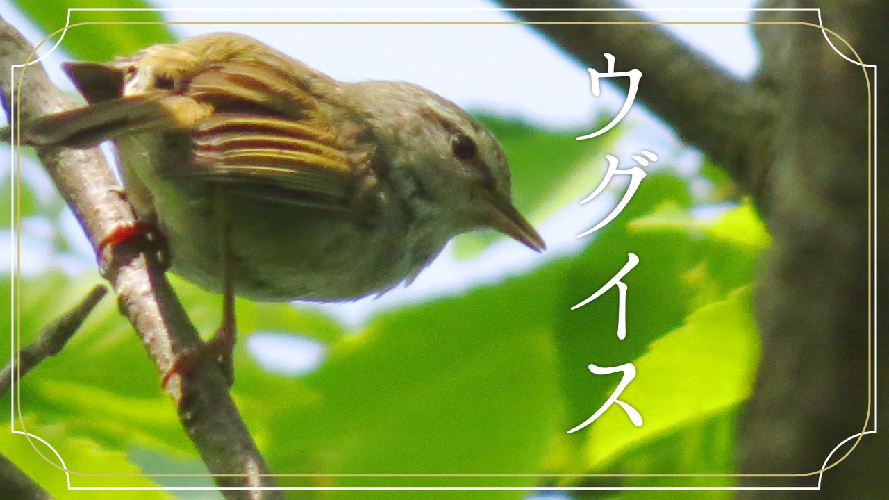 ウグイスの顔の写真