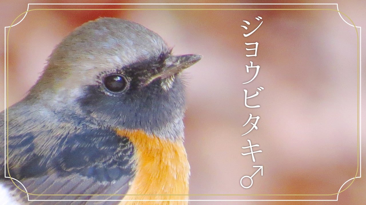 ジョウビタキ♂ の顔の写真