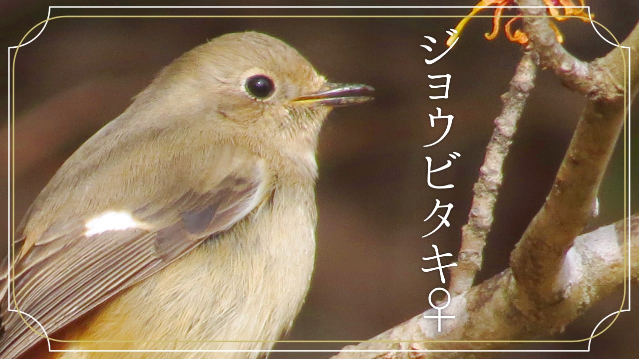 ジョウビタキ♀ の顔の写真