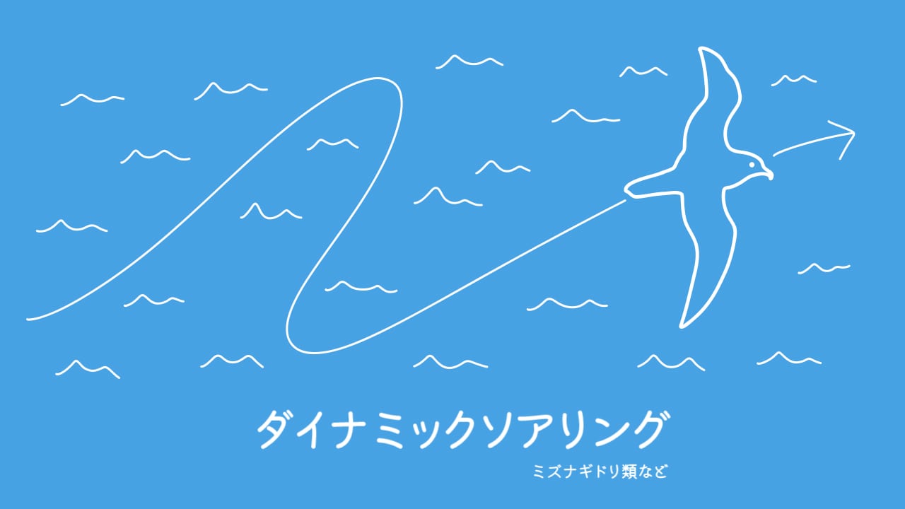 鳥の飛び方「ダイナミックソアリング」のイラスト