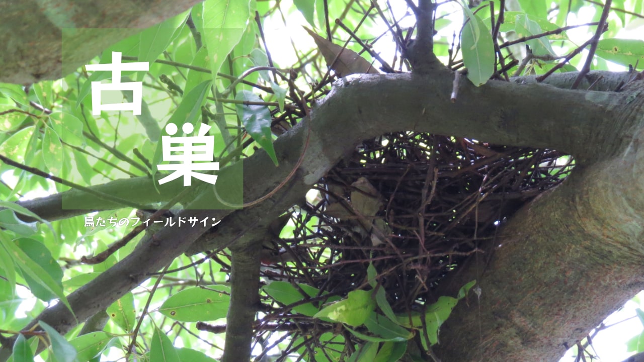 野鳥の巣の写真