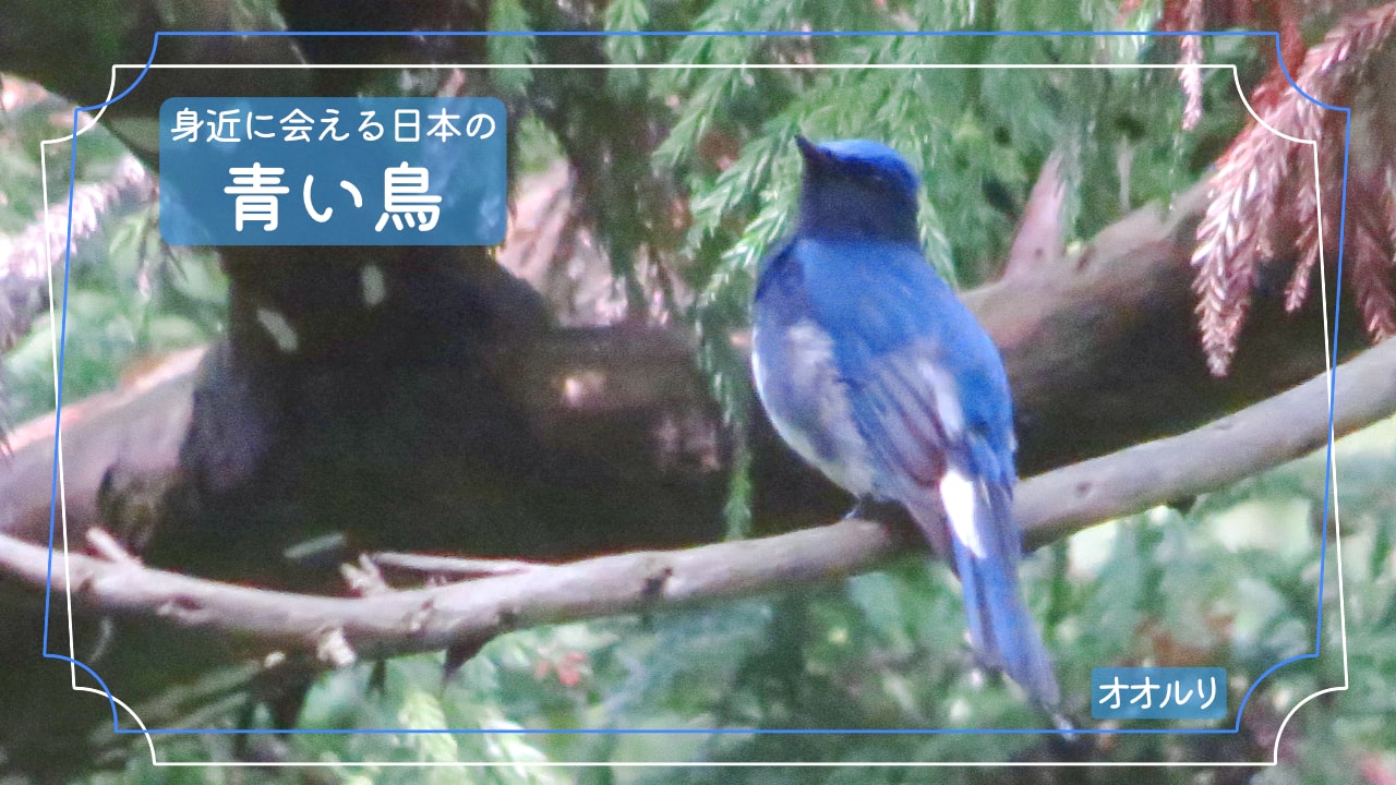 意外と近くにいる青色の鳥「オオルリ」の写真