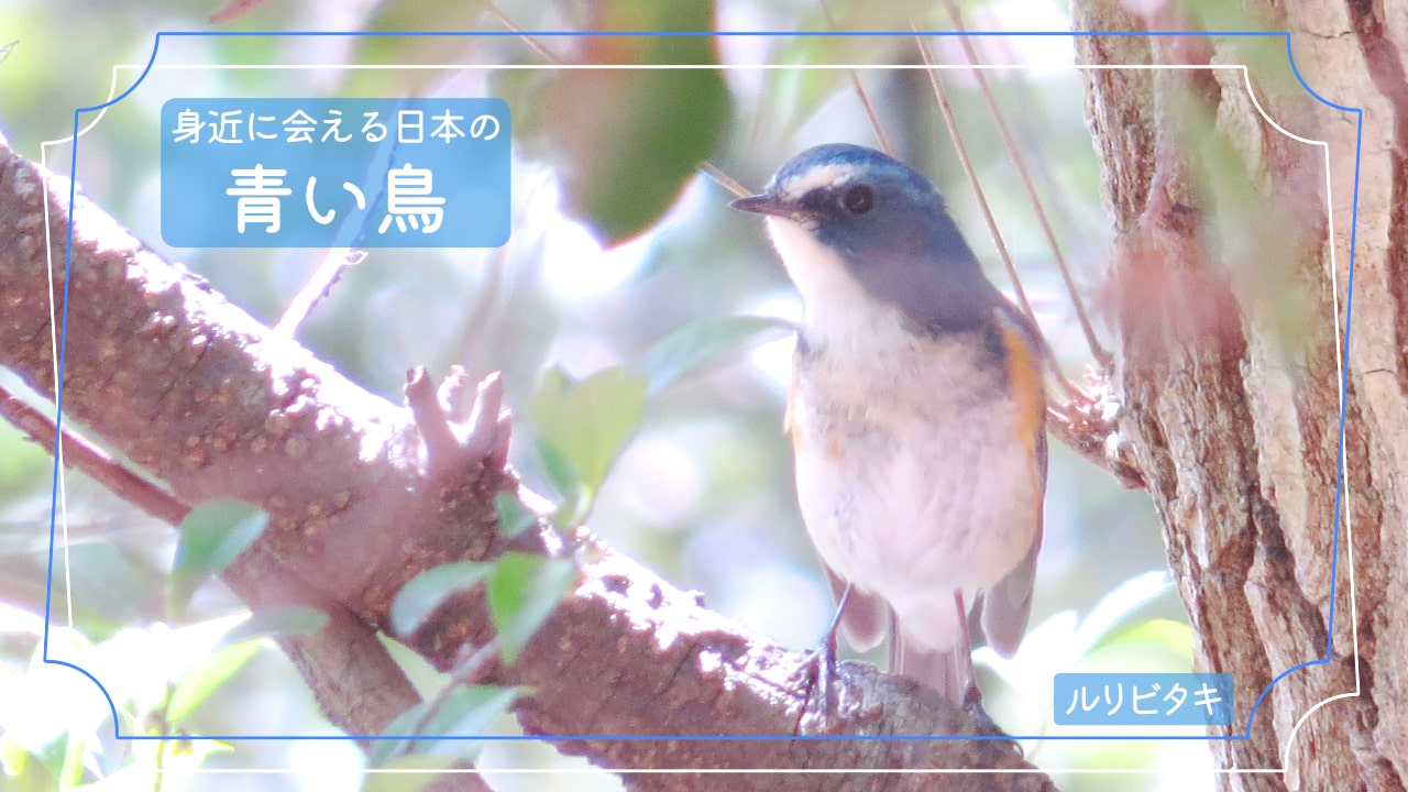 青色の鳥5種類を写真で紹介！！すぐ近くで会える幸せの象徴！