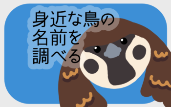 レッサーパンダの値段は「〇〇万円」