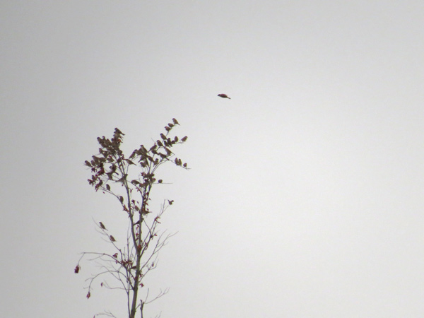 スズメの写真「スズメの木」