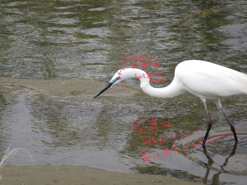 川にいる白い鳥の名前を調べる