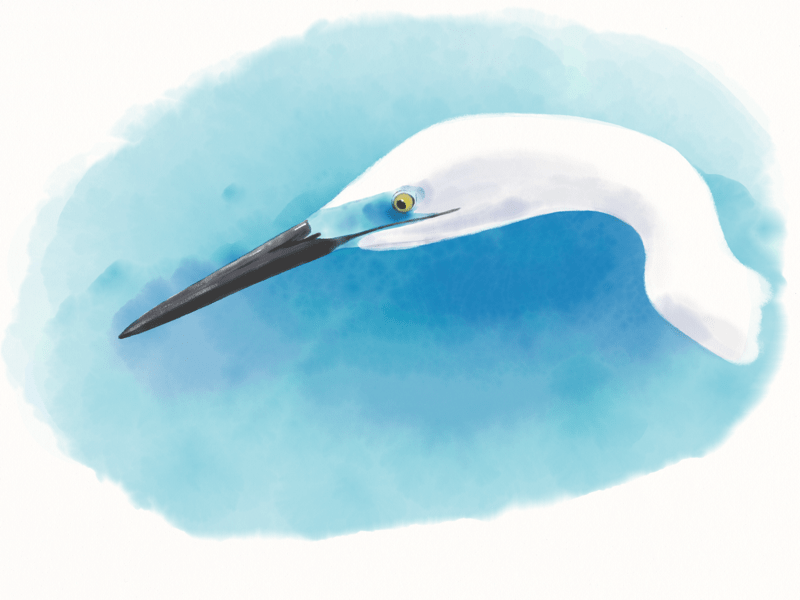 日本で会える白い鳥選