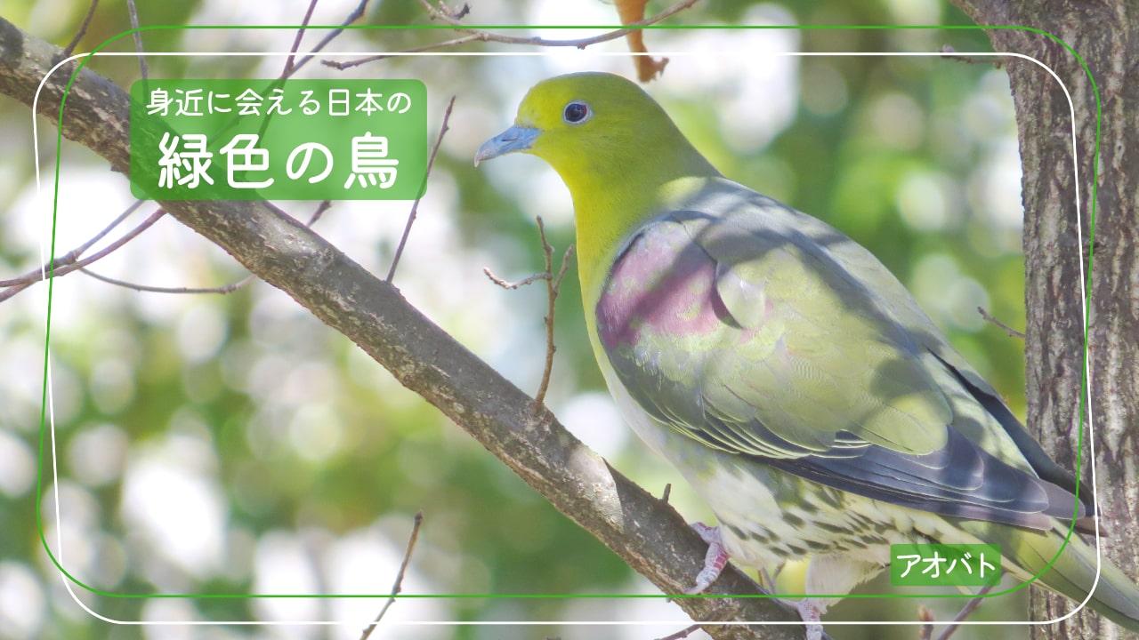 日本で会える緑色の鳥「アオバト」の写真
