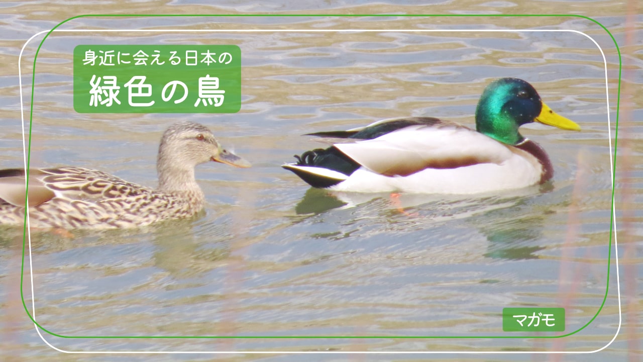 日本で会える緑色の鳥「マガモ」の写真