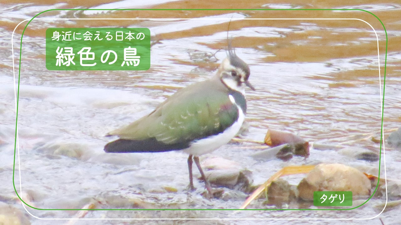 日本で会える緑色の鳥「タゲリ」の写真