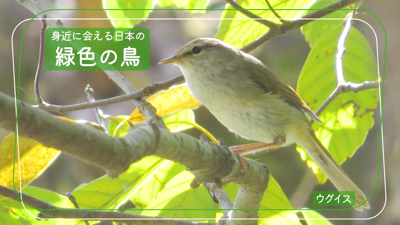 日本で会える緑色の鳥に見えるかもしれない「ウグイス」の写真
