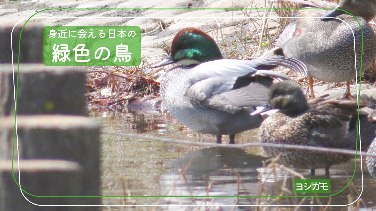 日本で会える緑色の鳥「ヨシガモ」の写真