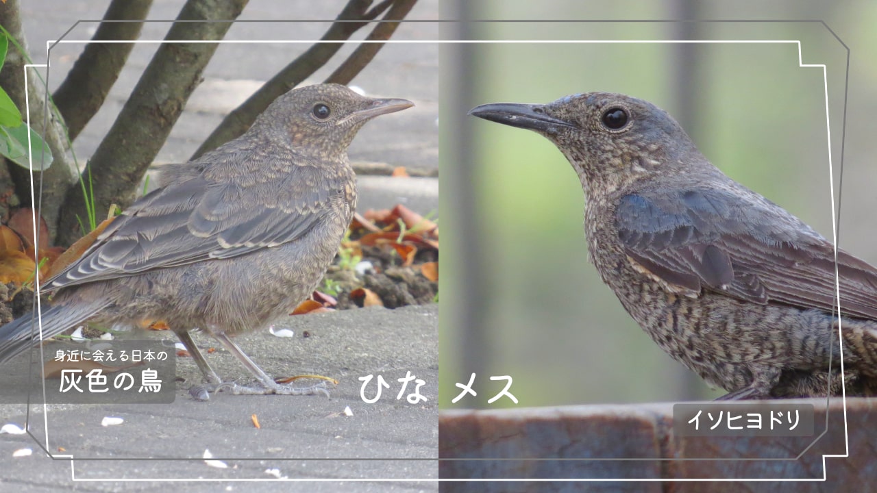 日本でよく会える灰色の鳥イソヒヨドリの写真