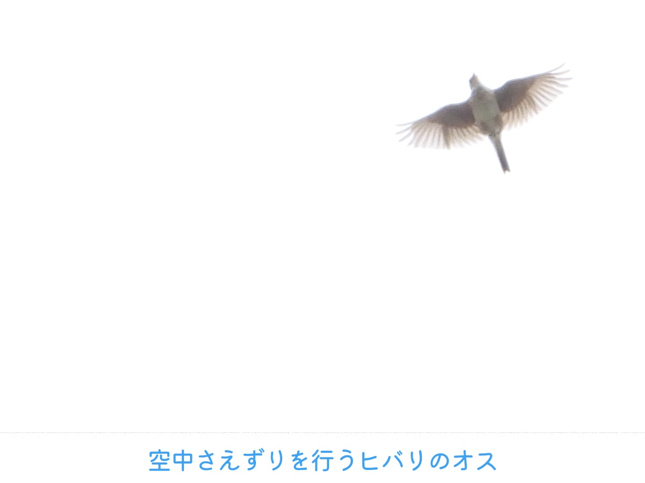 空中でさえずるヒバリのオスの写真