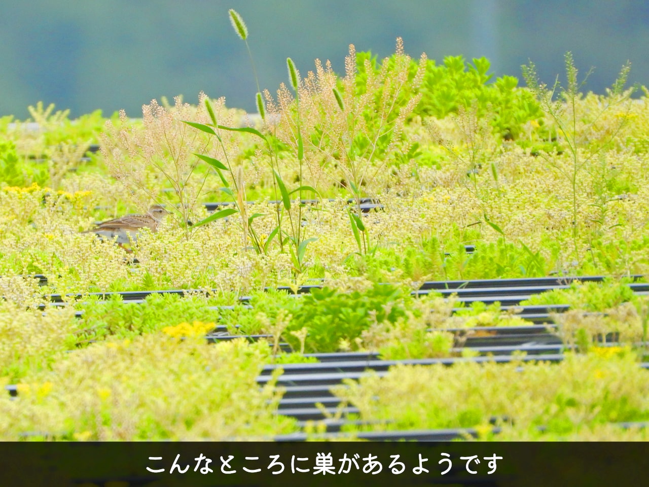 屋根の上の草むらにいるヒバリの写真