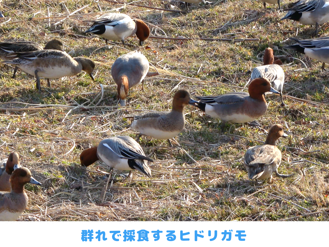 群れで採食するヒドリガモの画像