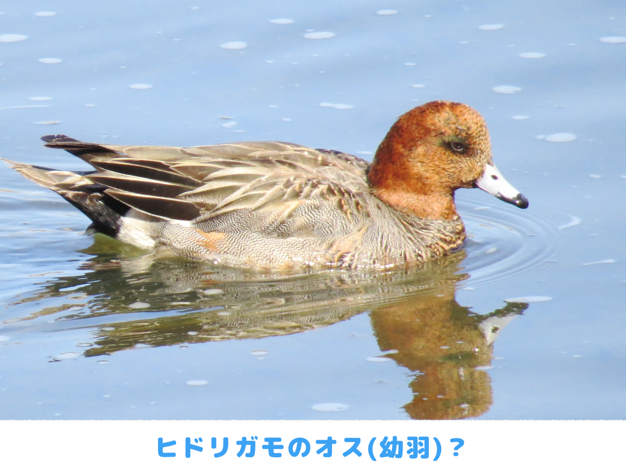 ヒドリガモのオスの幼羽かもしれない画像